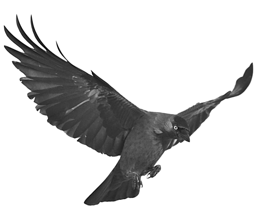 Photos Black Raven Free Download Image Transparent PNG Image