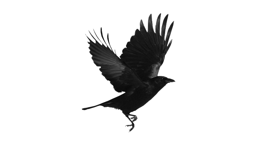 Bird Raven Free Photo Transparent PNG Image