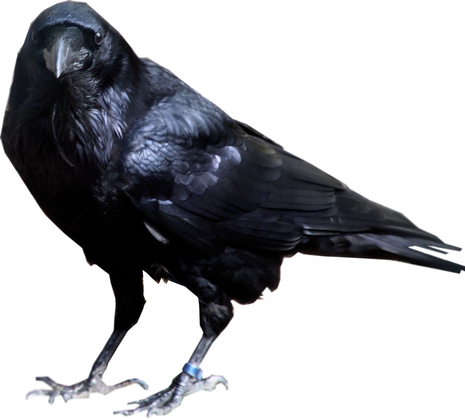 Bird Raven HQ Image Free Transparent PNG Image