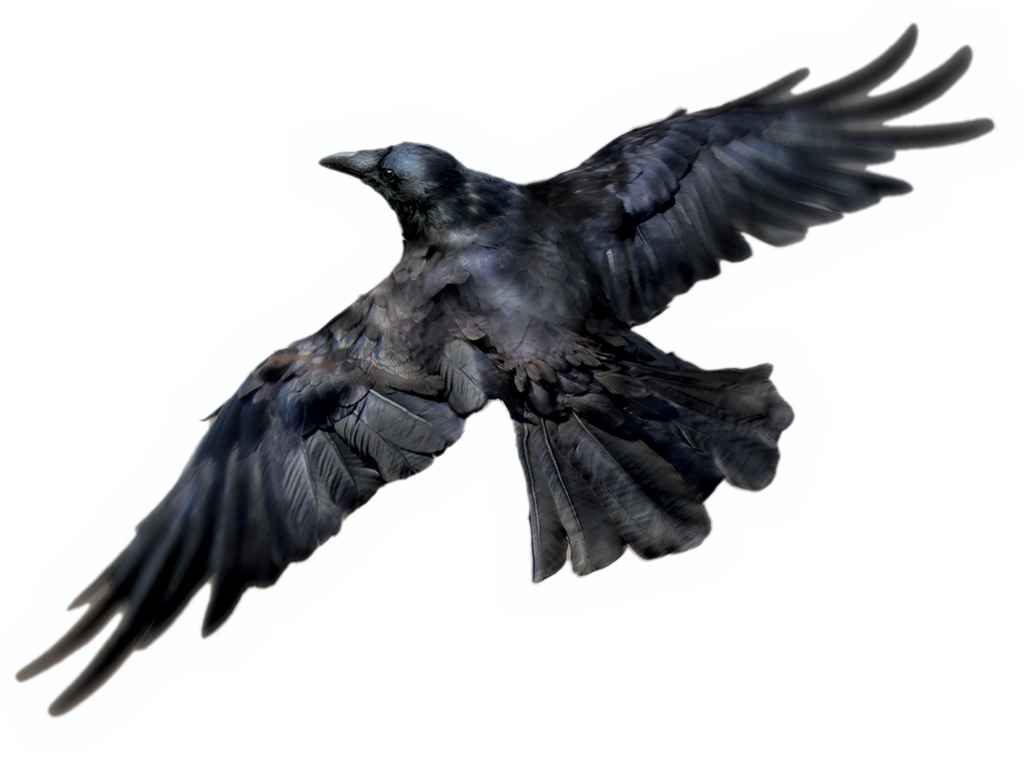 Bird Raven PNG Free Photo Transparent PNG Image