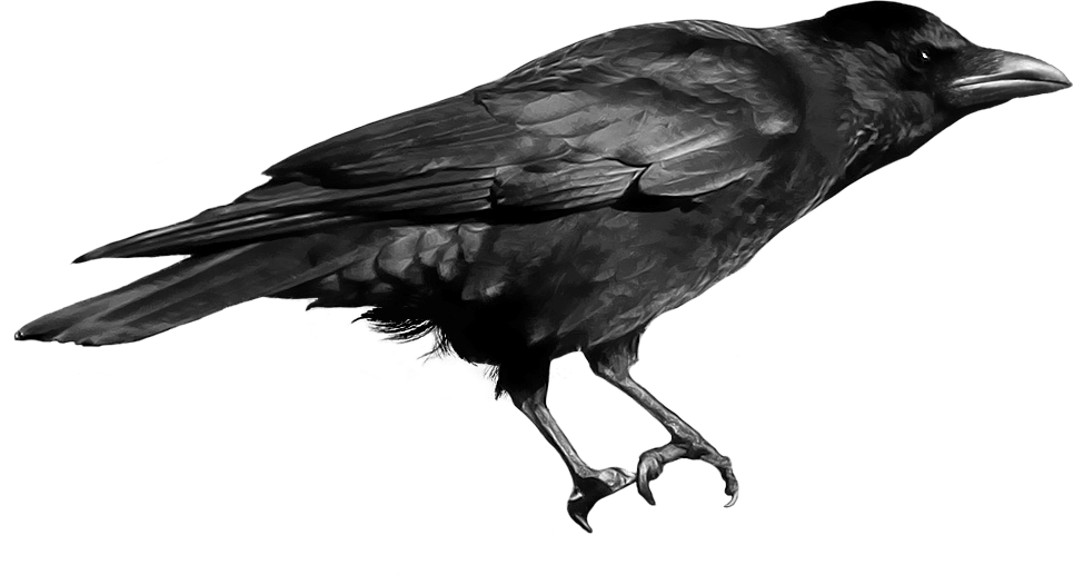 Bird Raven PNG Free Photo Transparent PNG Image