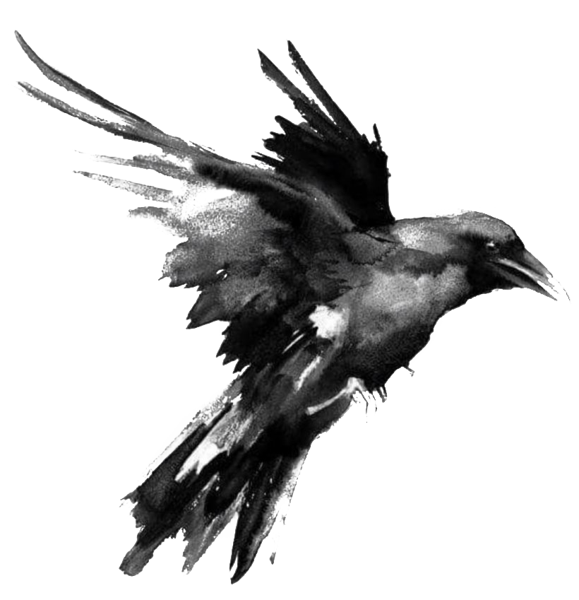 Bird Raven Download HQ Transparent PNG Image