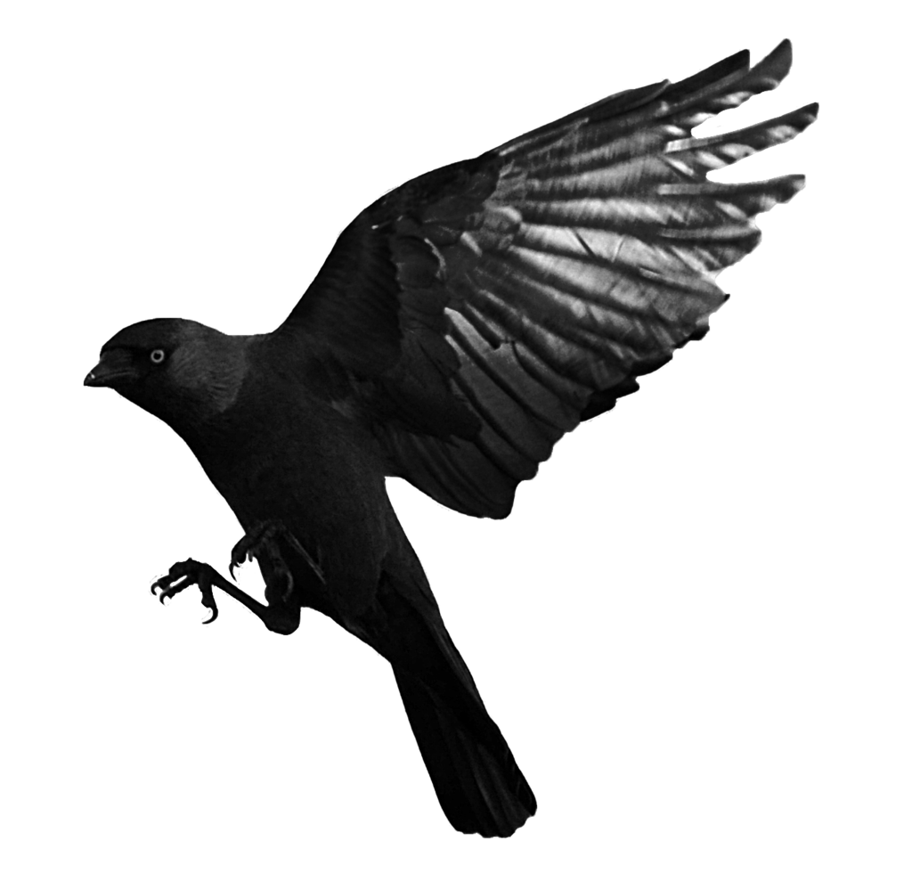 Picture Bird Raven Free PNG HQ Transparent PNG Image