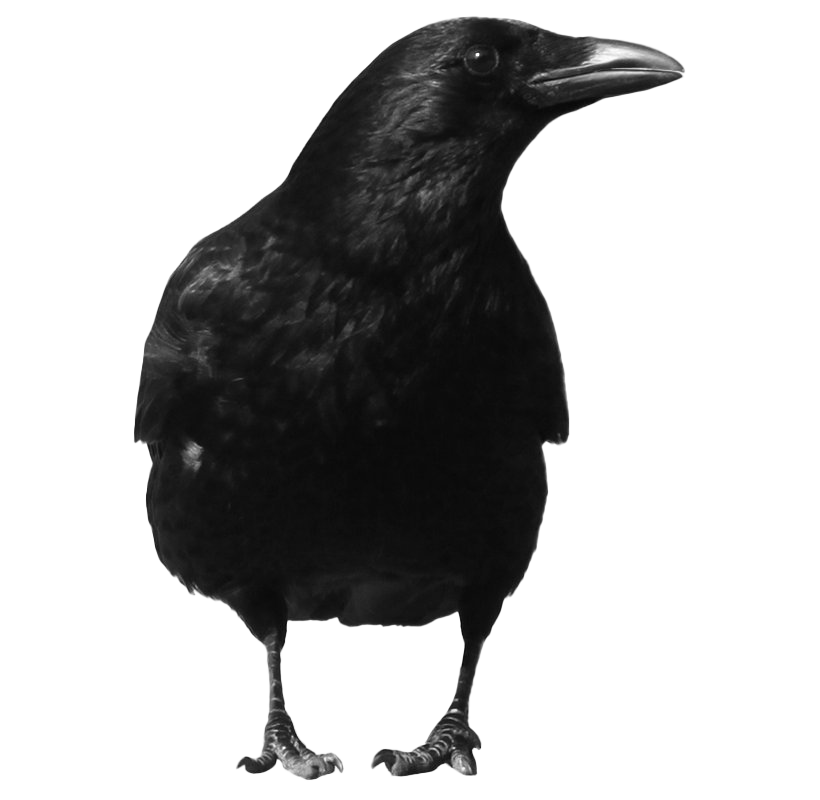 Bird Raven PNG Image High Quality Transparent PNG Image