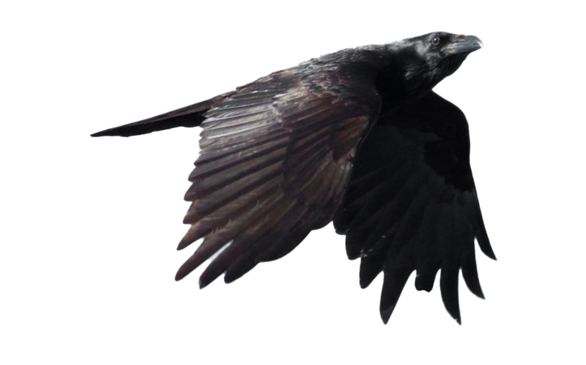 Raven Free Photo Transparent PNG Image