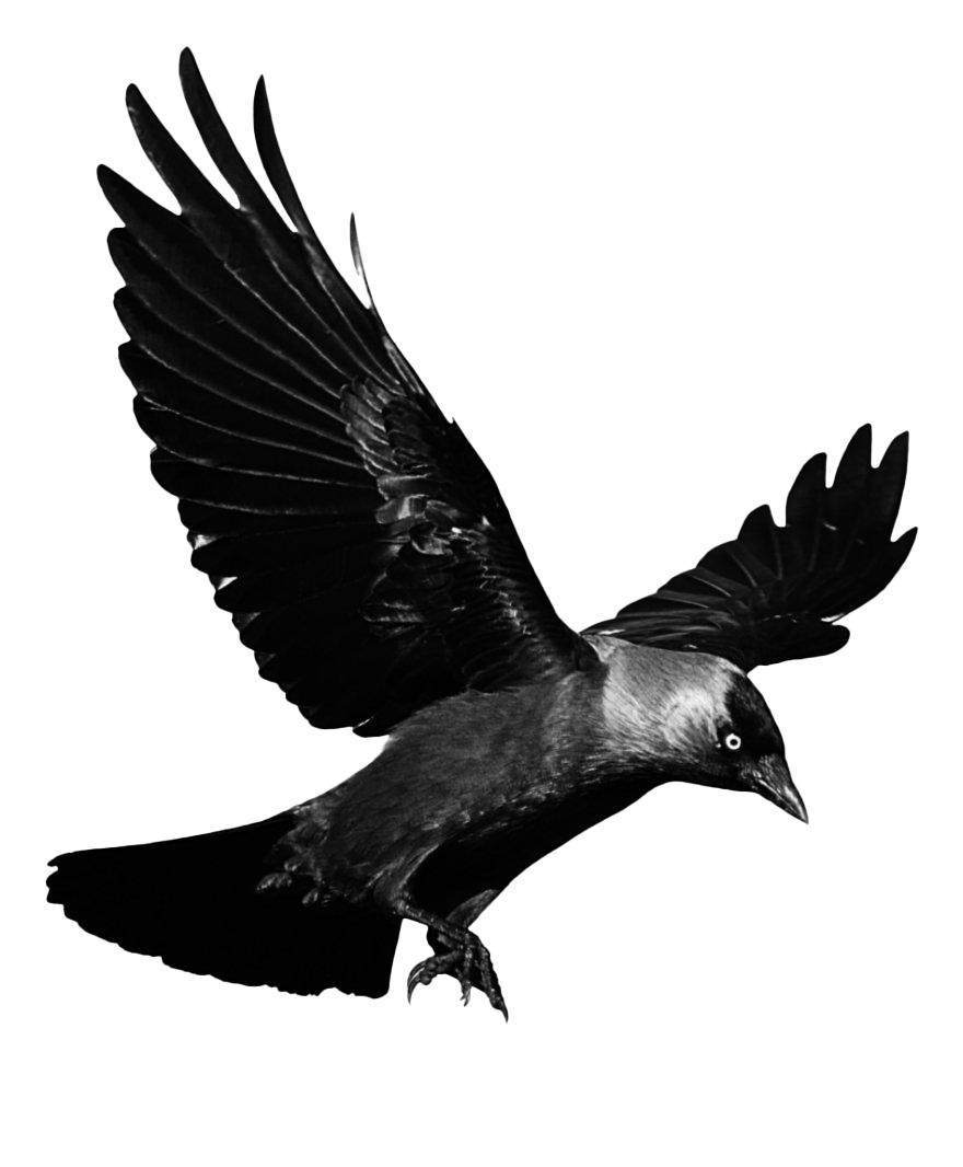 Raven Download HQ Transparent PNG Image