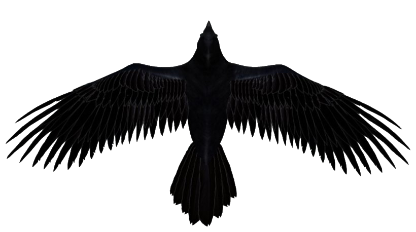 Photos Raven Download Free Image Transparent PNG Image