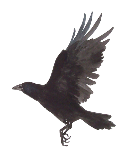 Picture Raven PNG Free Photo Transparent PNG Image