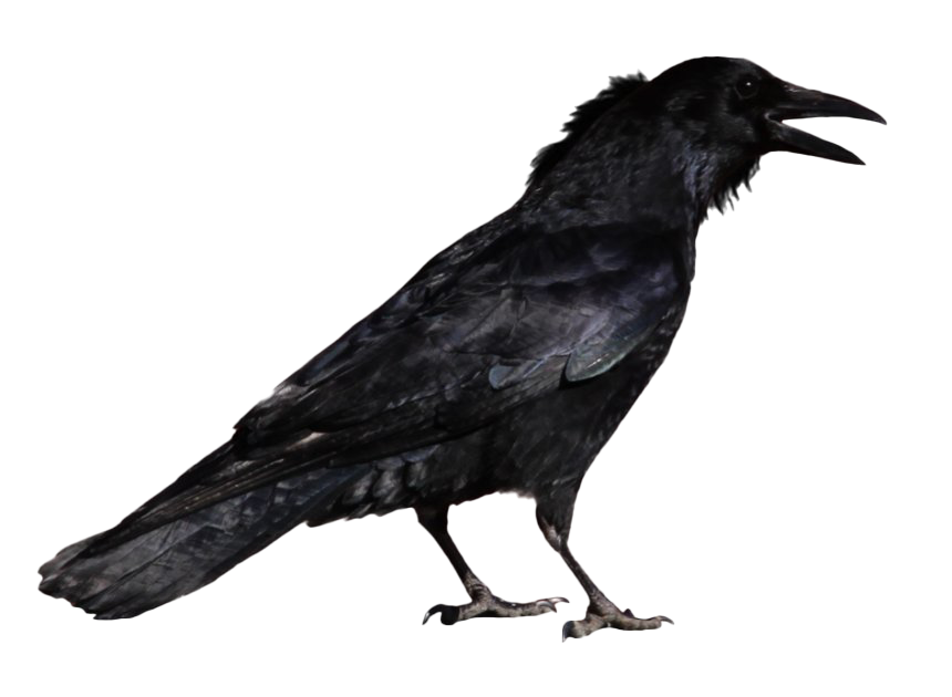 Raven PNG File HD Transparent PNG Image