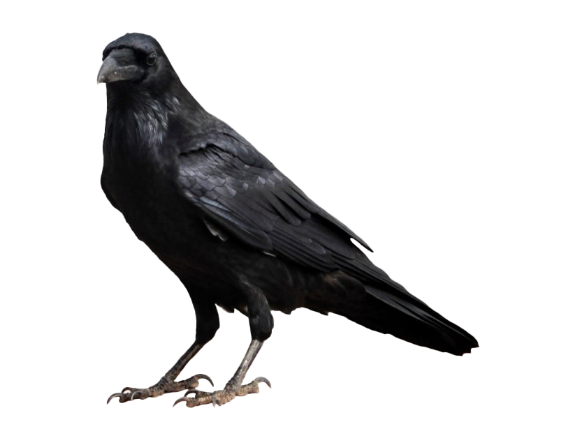 Raven Free HQ Image Transparent PNG Image