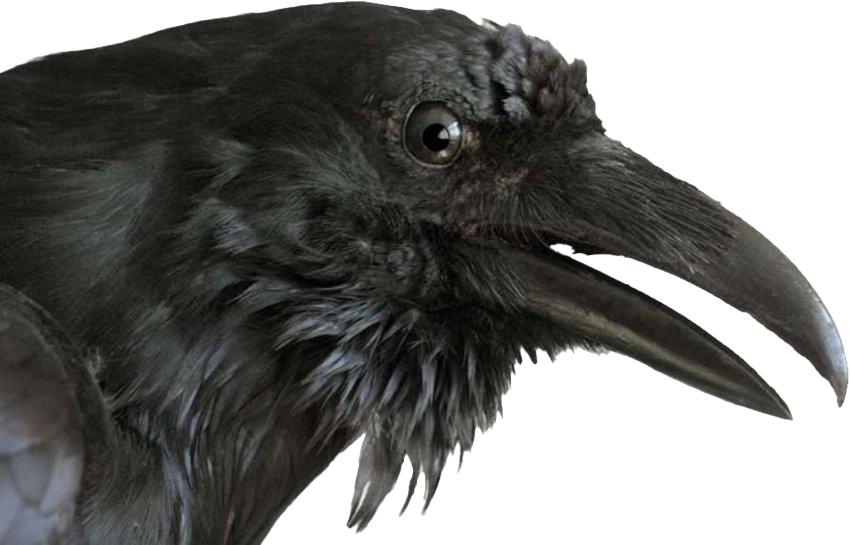 Images Raven PNG Image High Quality Transparent PNG Image