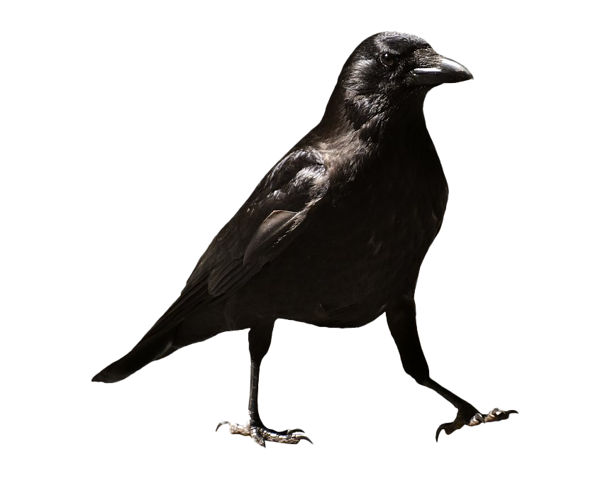 Raven HQ Image Free Transparent PNG Image