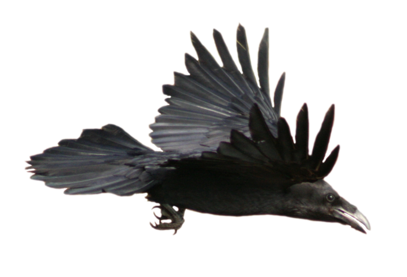 Raven Png Hd Transparent PNG Image