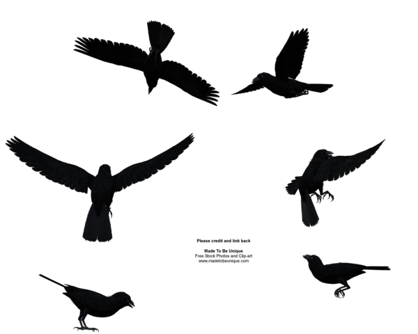 Raven Bird File Transparent PNG Image