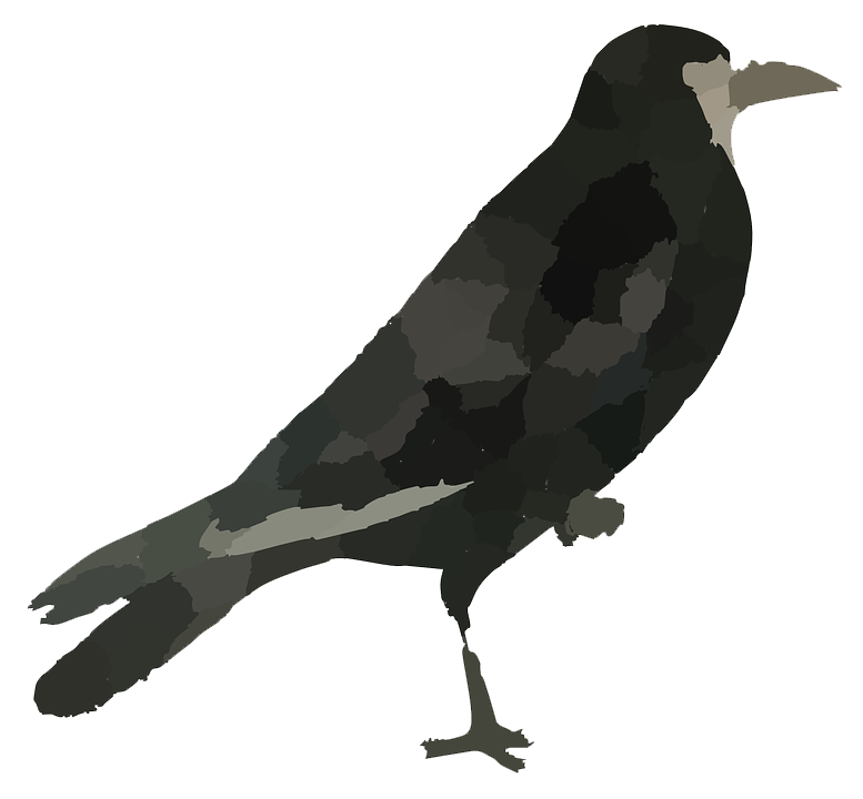 Raven Bird Hd Transparent PNG Image