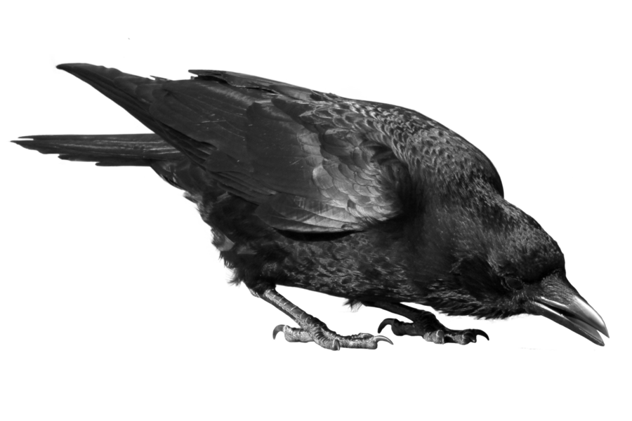 Raven Bird Image Transparent PNG Image