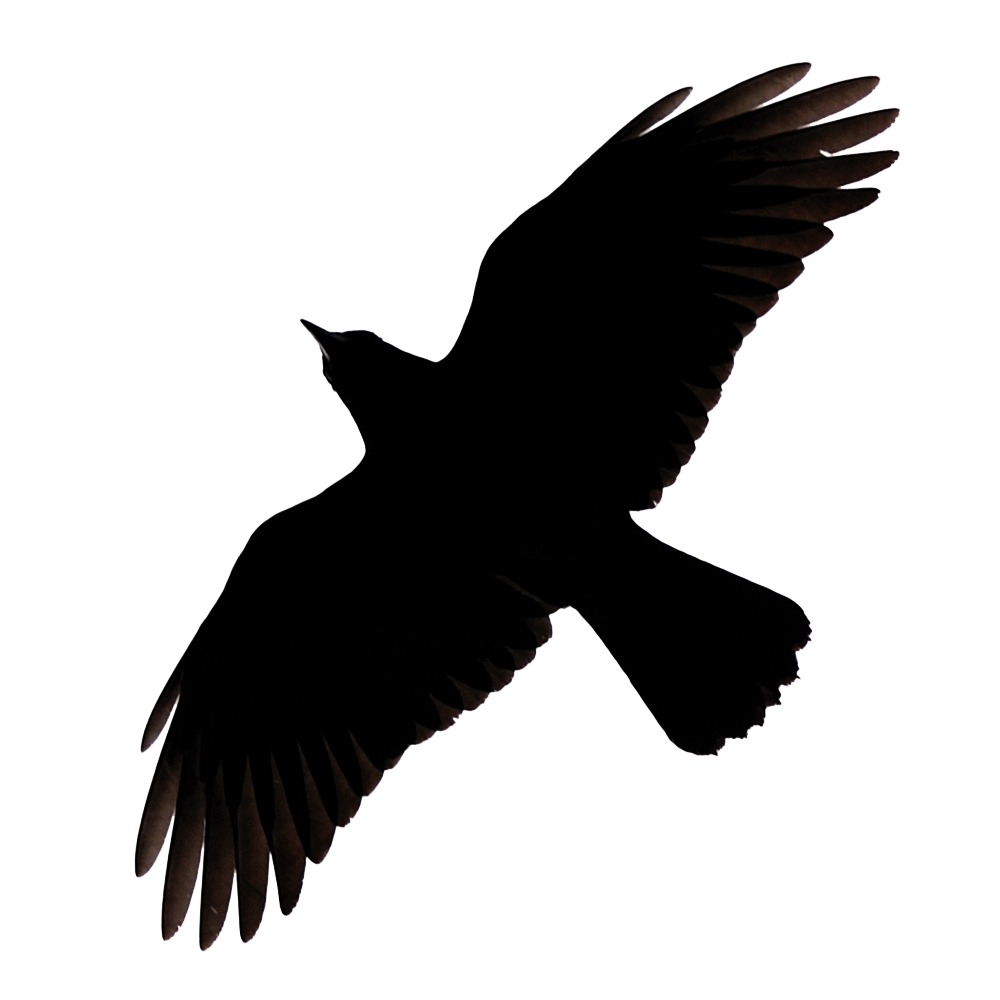 Raven Flying Image Transparent PNG Image