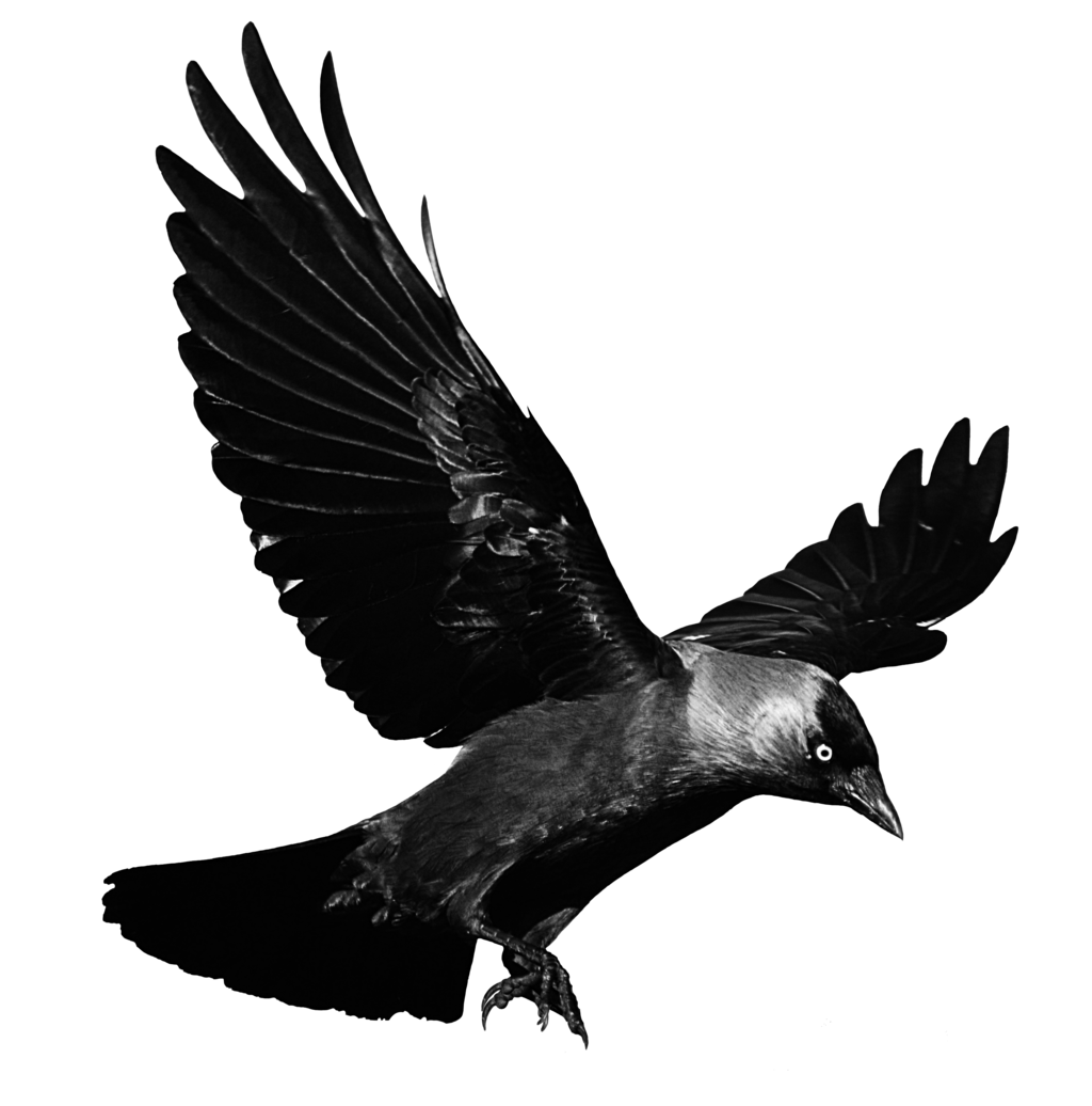 Raven Flying Transparent Background Transparent PNG Image