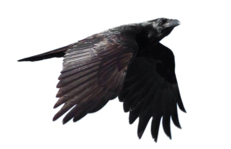 Raven Flying Free Download Transparent PNG Image