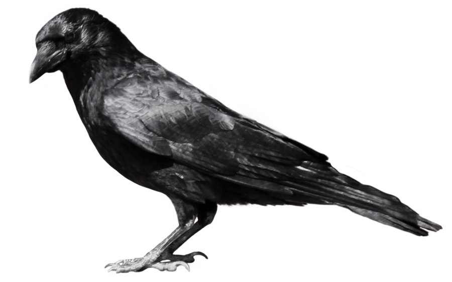 Raven Flying File Transparent PNG Image