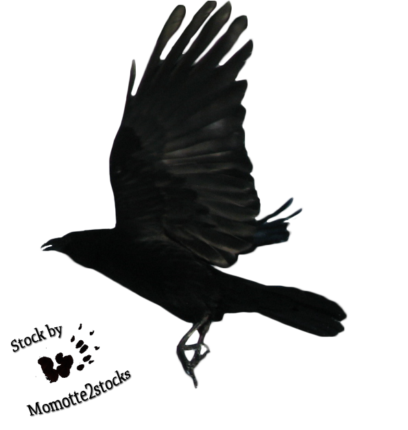 Raven Flying Transparent Image Transparent PNG Image