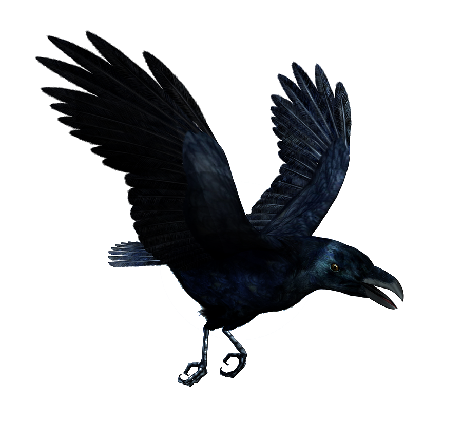 Raven Flying Hd Transparent PNG Image