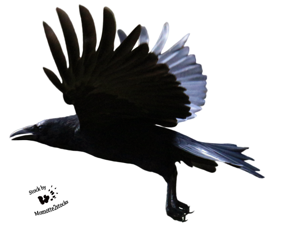 Raven Flying Clipart Transparent PNG Image