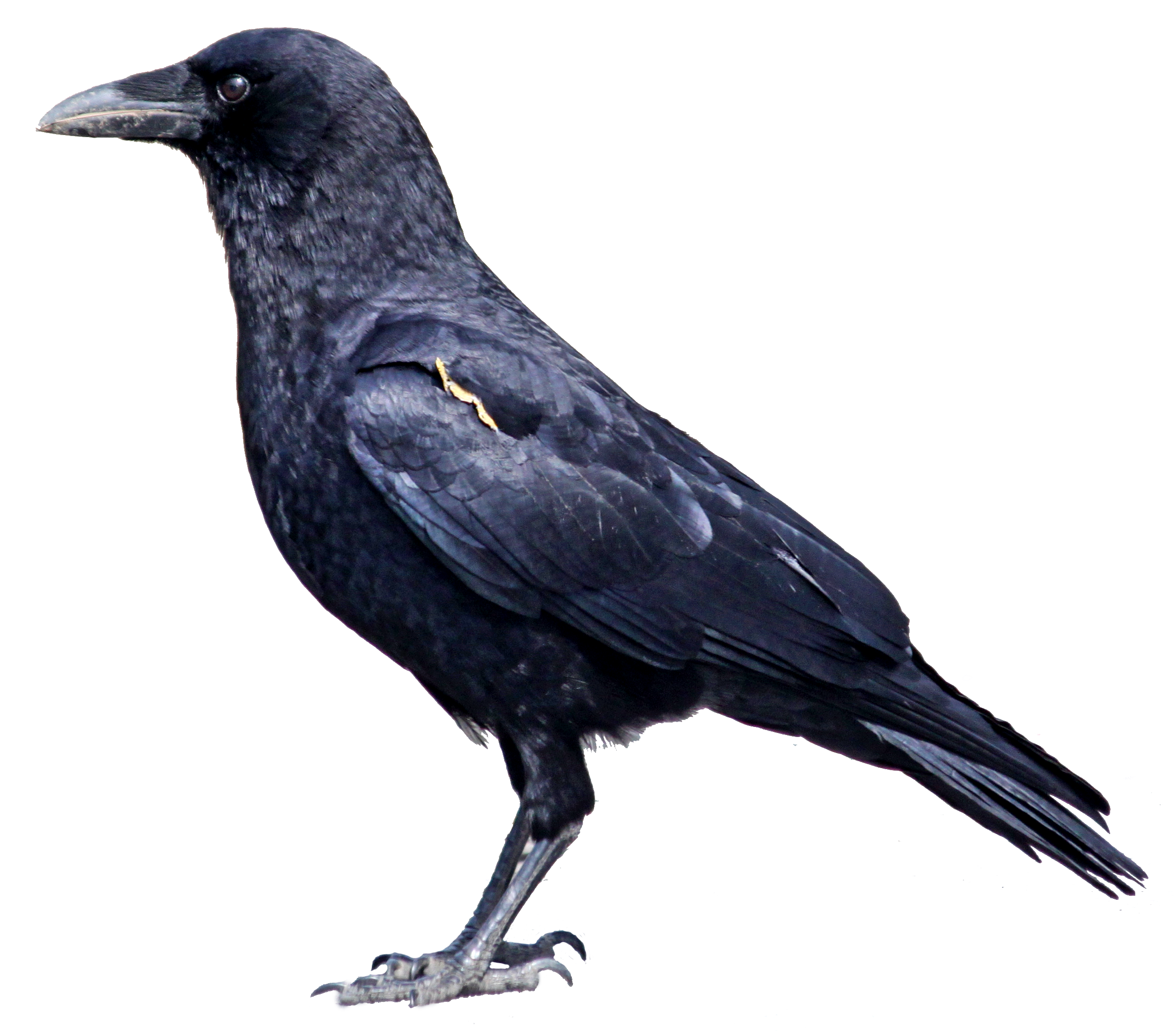 Raven Bird Photos Transparent PNG Image