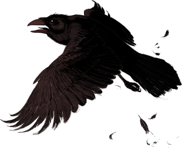 Raven Png Transparent PNG Image