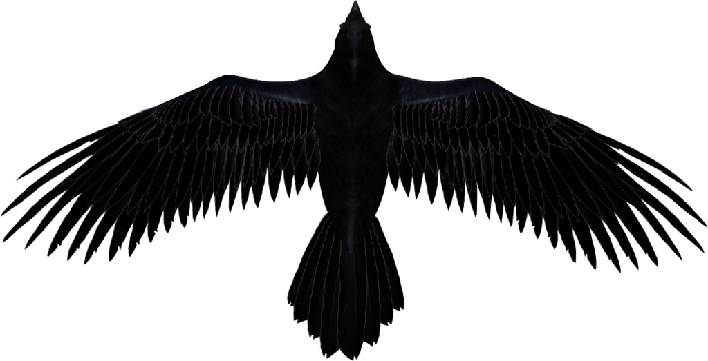 Raven Transparent PNG Image