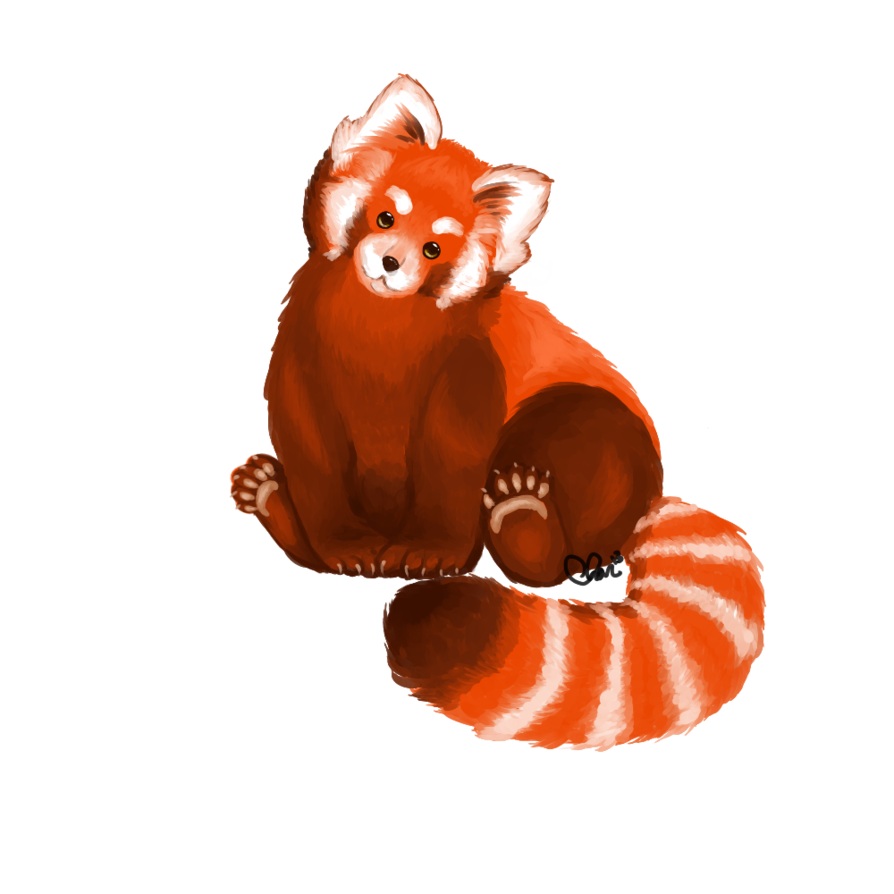 Red Panda Png File Transparent PNG Image