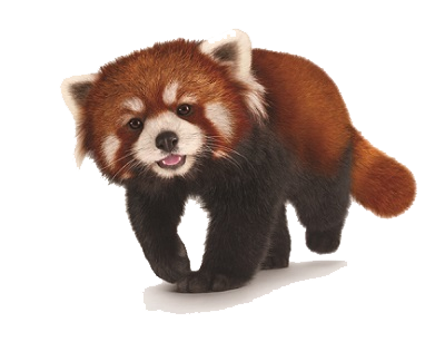 Red Panda Png Hd Transparent PNG Image