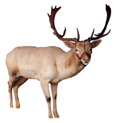 Reindeer Png Pic Transparent PNG Image