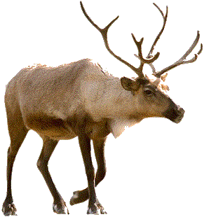 Reindeer Png Picture Transparent PNG Image