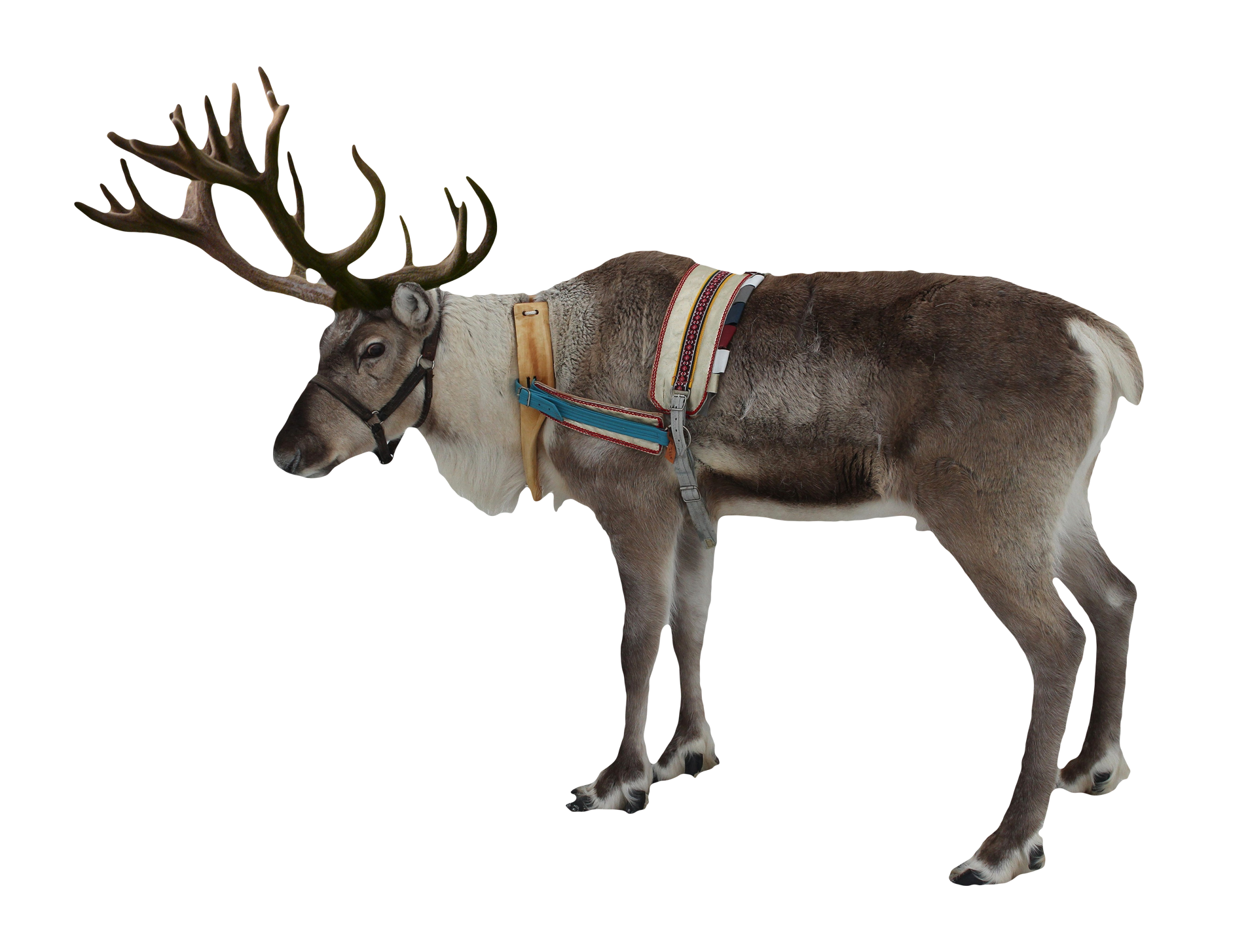 Reindeer Free Png Image Transparent PNG Image