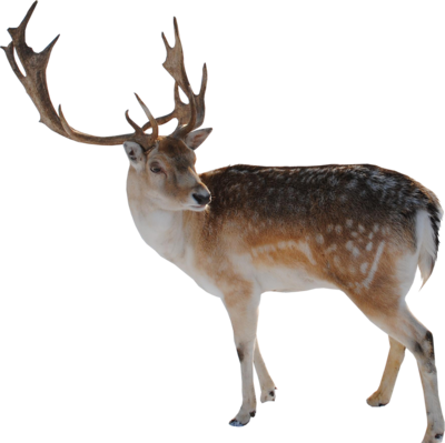 Reindeer Png File Transparent PNG Image