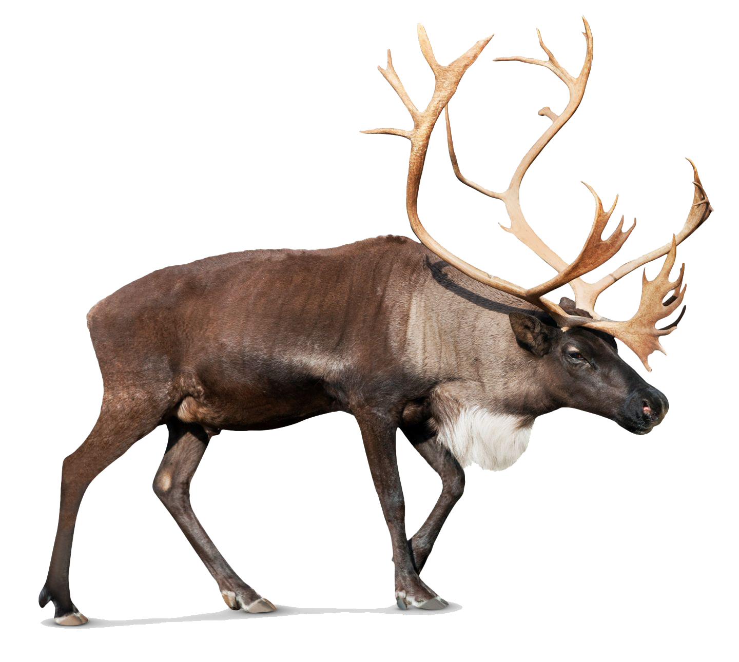 Reindeer Photos Transparent PNG Image