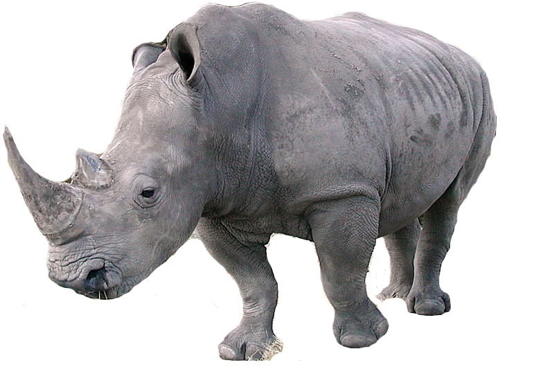 Rhinoceros Png Transparent PNG Image