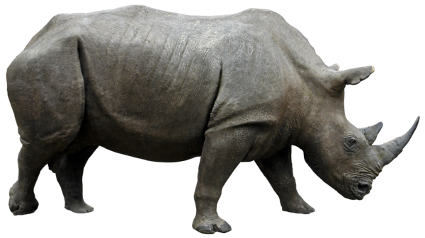 Rhinoceros Transparent Transparent PNG Image