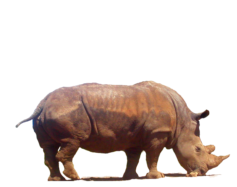 Rhinoceros Png Clipart Transparent PNG Image