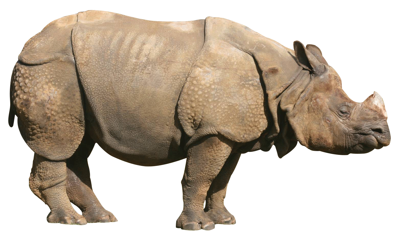 Rhinoceros Picture Transparent PNG Image