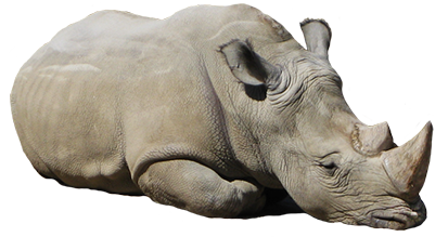 Rhinoceros Png Picture Transparent PNG Image