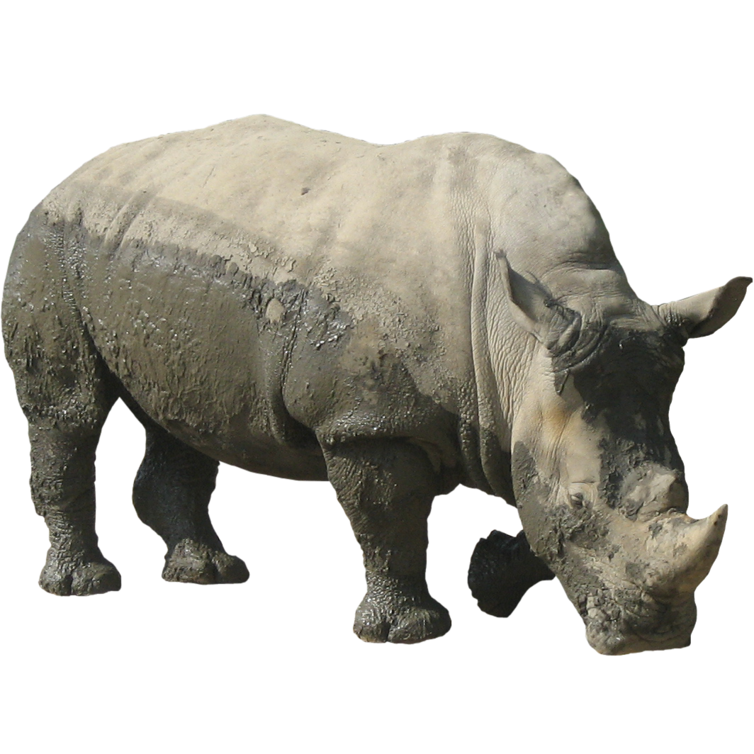 Rhinoceros Free Download Png Transparent PNG Image