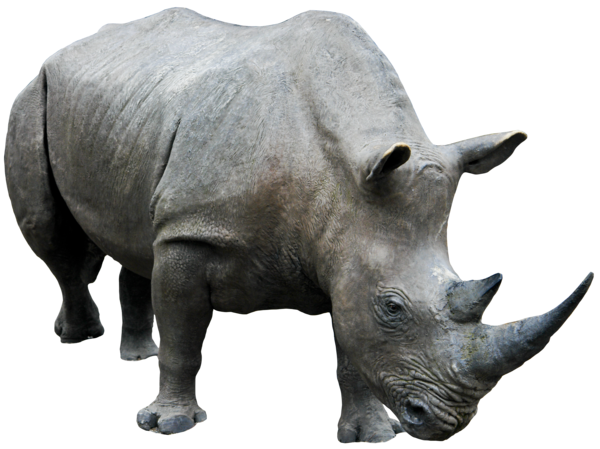 Rhinoceros Free Png Image Transparent PNG Image