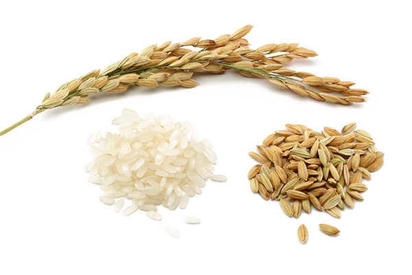 Rice Transparent PNG Image