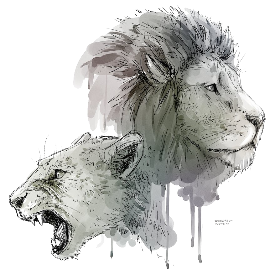 Lioness Roar Transparent Background Transparent PNG Image