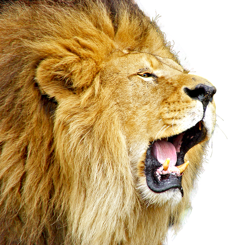 Lioness Roar Free Download Transparent PNG Image