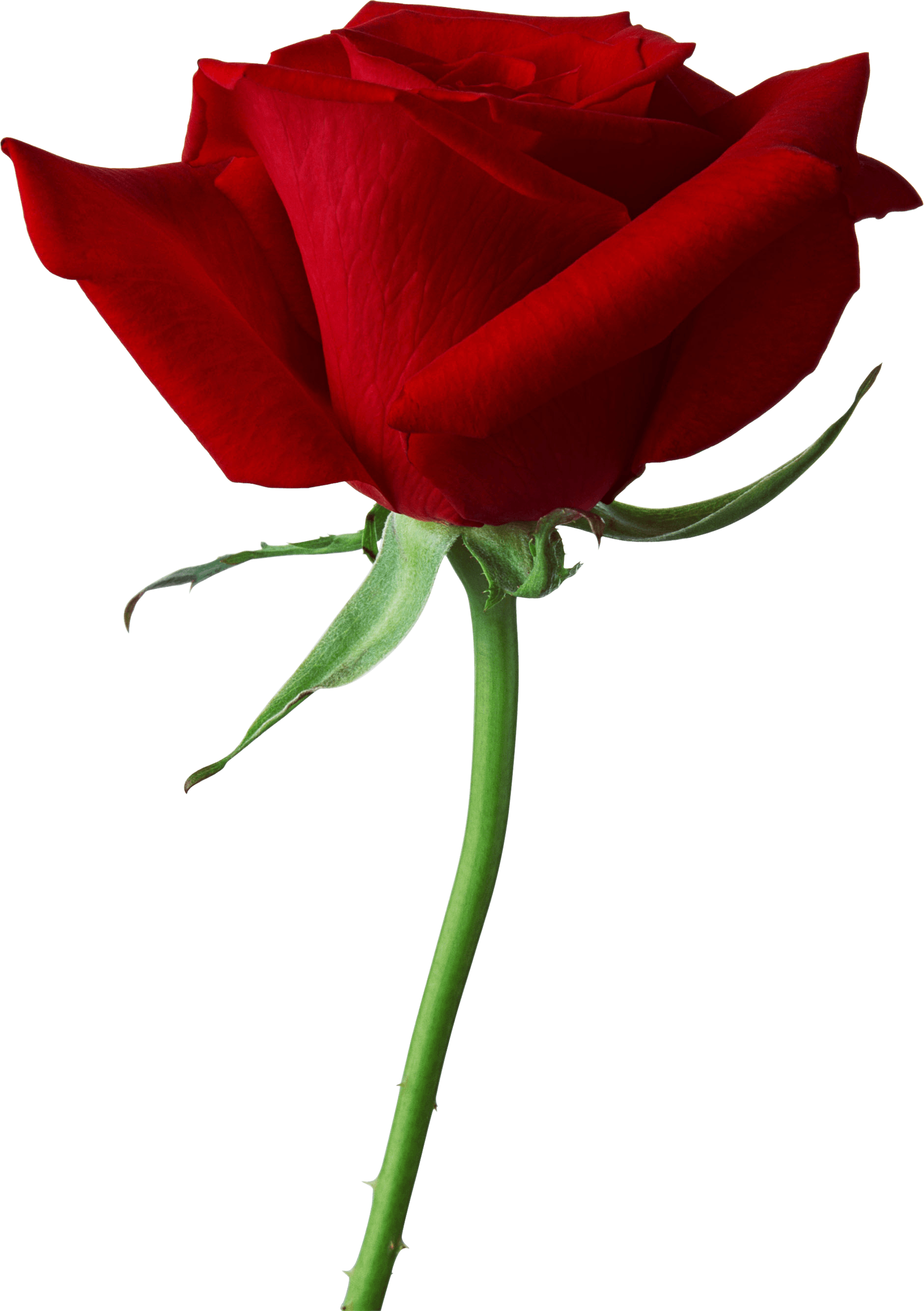 Rose Png Image Picture Download Transparent PNG Image