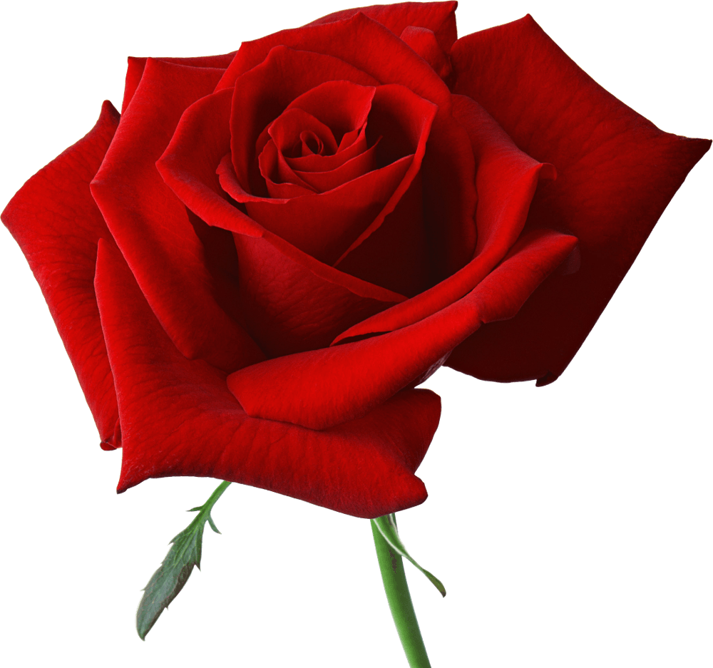 Red Rose Png Image Picture Download Transparent PNG Image