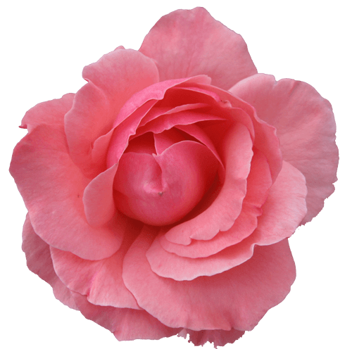 Pink Rose Png Image Picture Download Transparent PNG Image